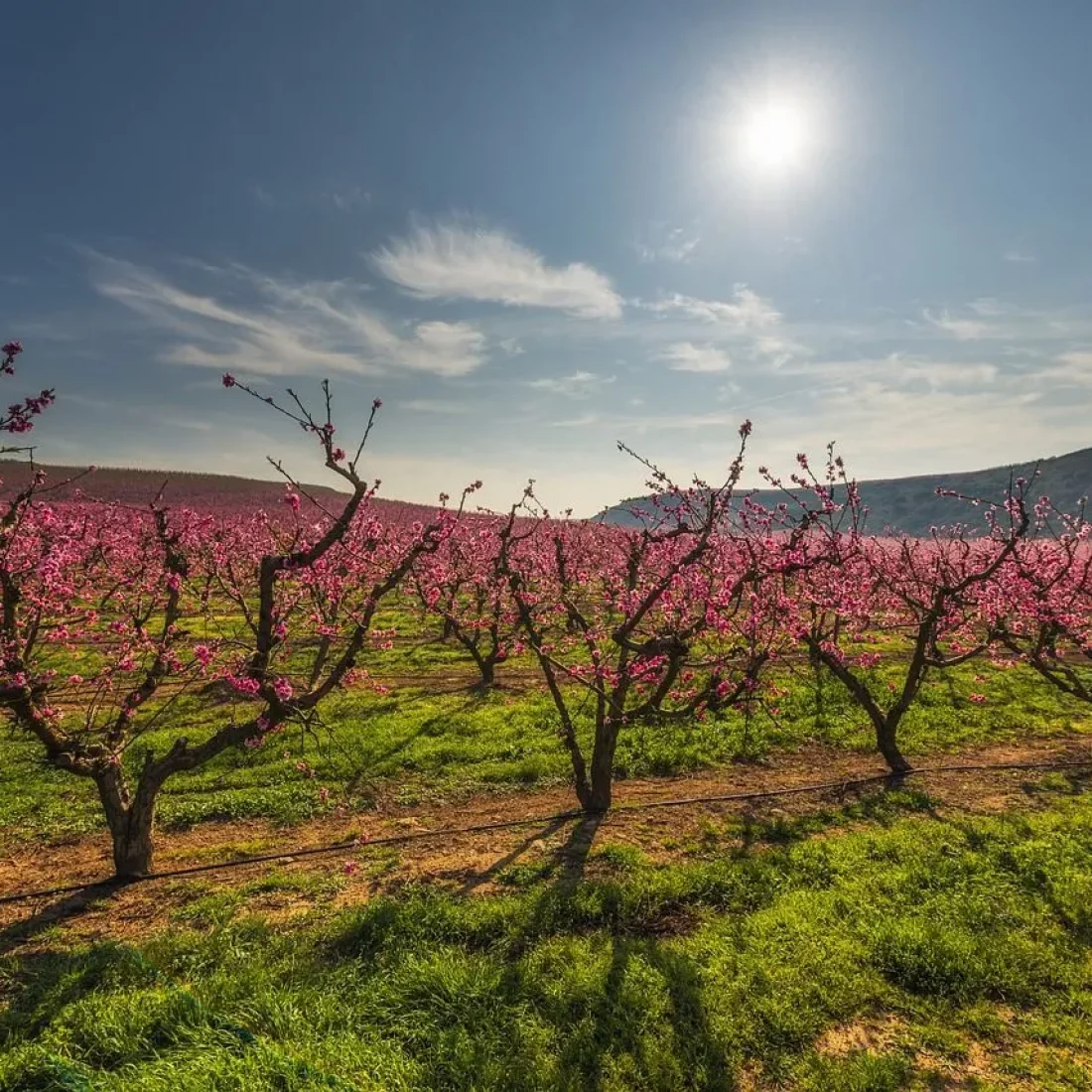 color-fields-g1c7e917c3_1280-2880w